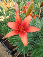 [4088 Red Twin DJ No02.JPG]